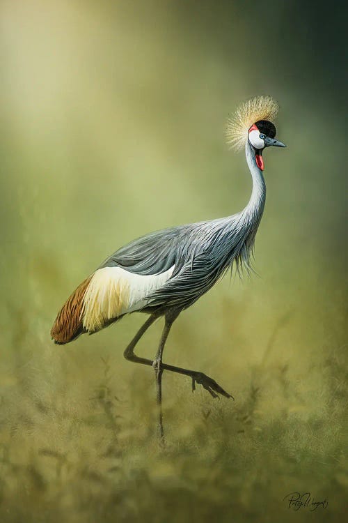 Side Eye Glance by Patsy Weingart wall art