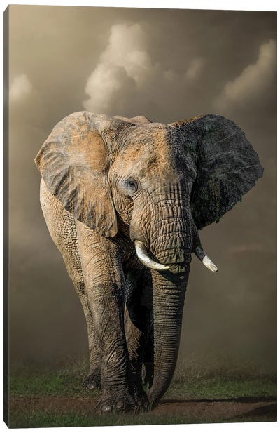 Marching Elephant Canvas Art Print - Patsy Weingart