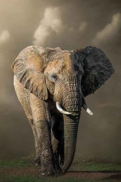Patsy Weingart: Marching Elephant by Patsy Weingart