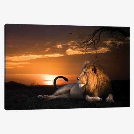 King In The Evening I Canvas Print #PWG73} by Patsy Weingart Art Print