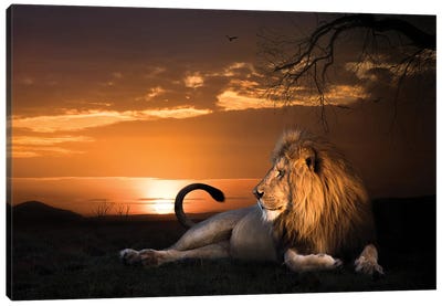 King In The Evening I Canvas Art Print - Photogenic Animals