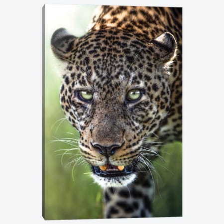 Leopard Intimidation Canvas Print #PWG75} by Patsy Weingart Canvas Wall Art