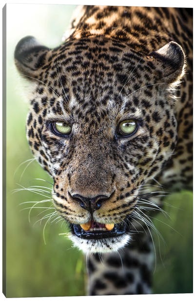 Leopard Intimidation Canvas Art Print - Patsy Weingart