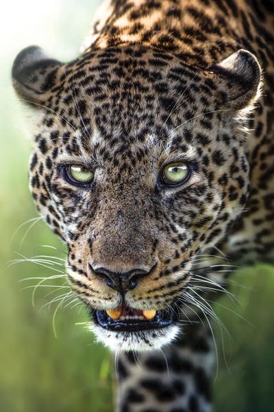 Leopards: Leopard Intimidation by Patsy Weingart