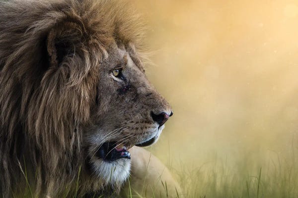 Kenya: McDreamy Of The Mara I by Patsy Weingart