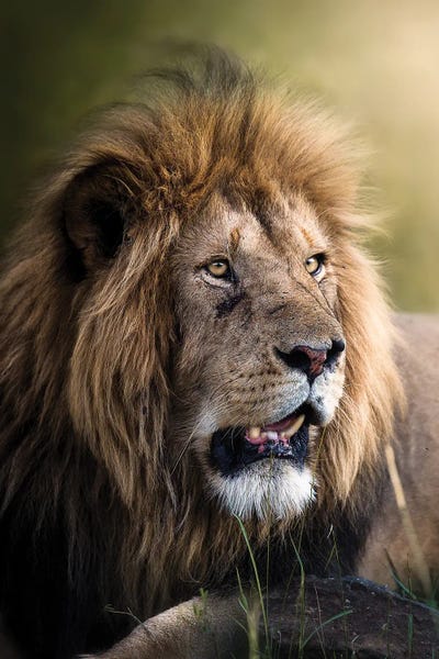 Kenya: McDreamy Of The Mara II by Patsy Weingart