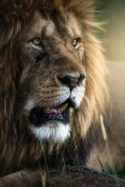 The Look by Patsy Weingart framed wall art