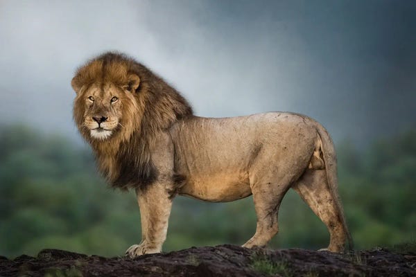 Lions: Checking His Kingdom by Patsy Weingart