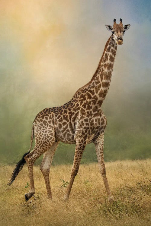 Giraffe On Parade