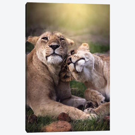 Bonding Lionesses Canvas Print #PWG81} by Patsy Weingart Canvas Art