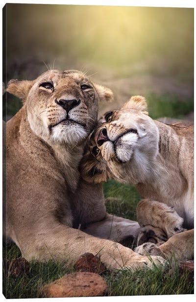 Bonding Lionesses Canvas Art Print - Patsy Weingart