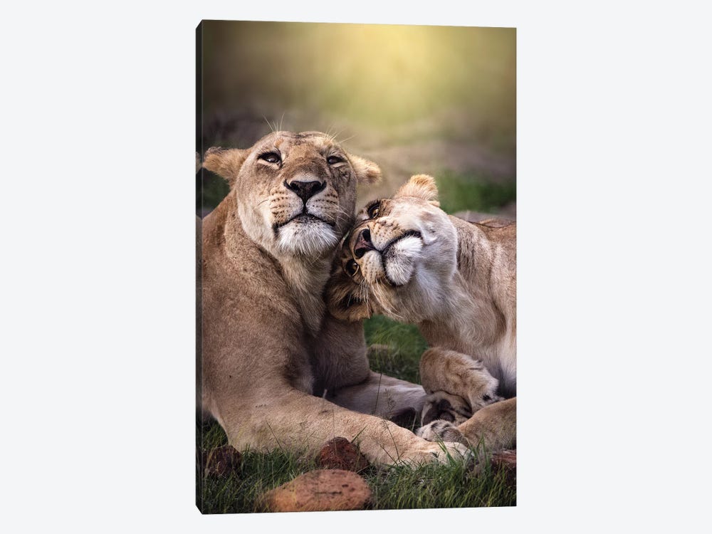 Bonding Lionesses by Patsy Weingart 1-piece Canvas Artwork