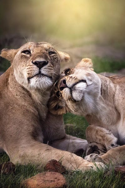 Patsy Weingart: Bonding Lionesses by Patsy Weingart
