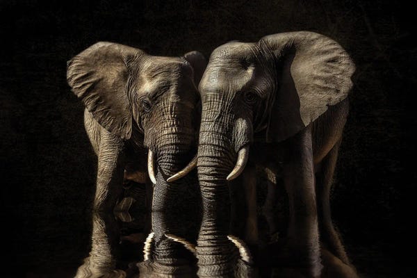 Elephants: Sister Reflection by Patsy Weingart