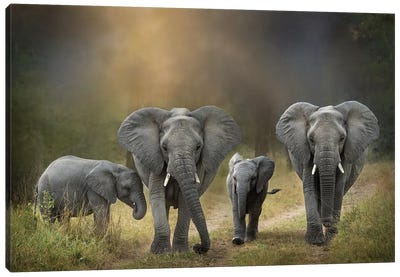 Elephant Family Canvas Art Print - Patsy Weingart