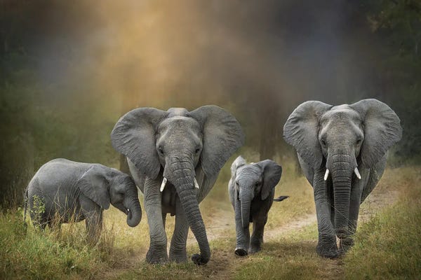 Patsy Weingart: Elephant Family by Patsy Weingart