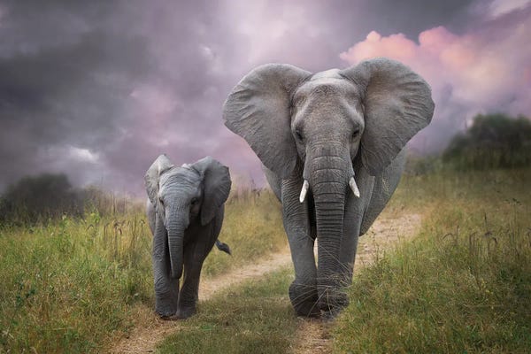 Elephants: Beside My Mom by Patsy Weingart