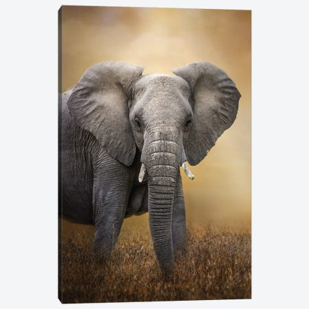 Elephant Portrait Canvas Print #PWG87} by Patsy Weingart Canvas Art Print