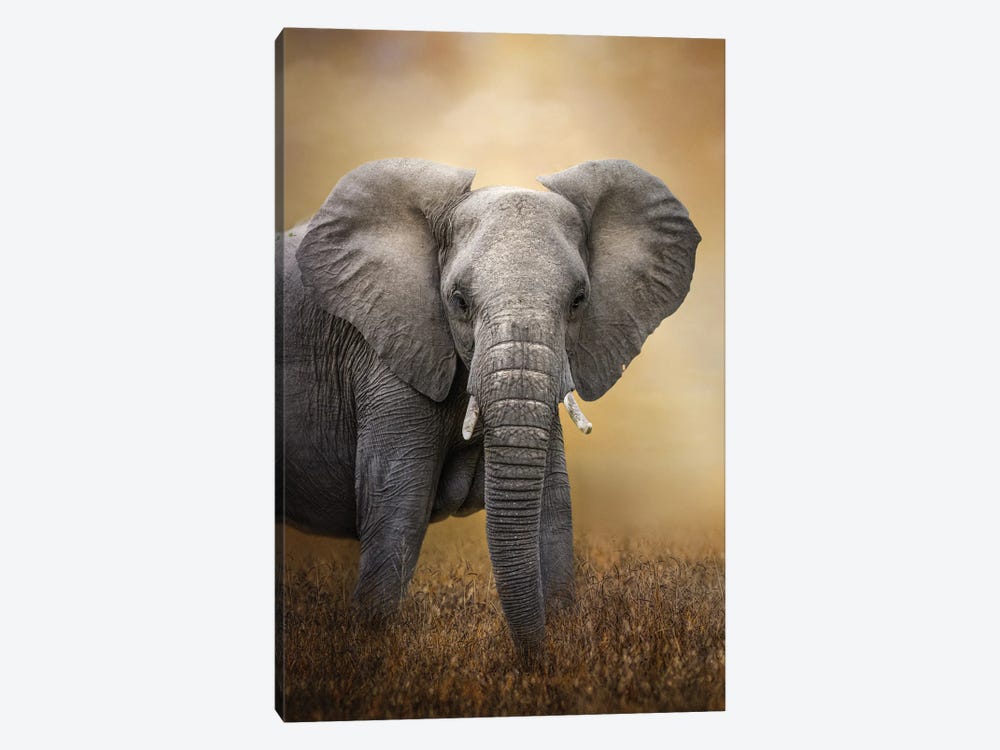 Elephant Portrait by Patsy Weingart 1-piece Canvas Wall Art