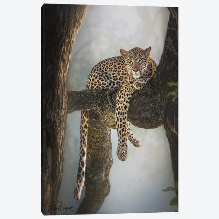 Lazy Leopard Canvas Print #PWG88} by Patsy Weingart Canvas Art