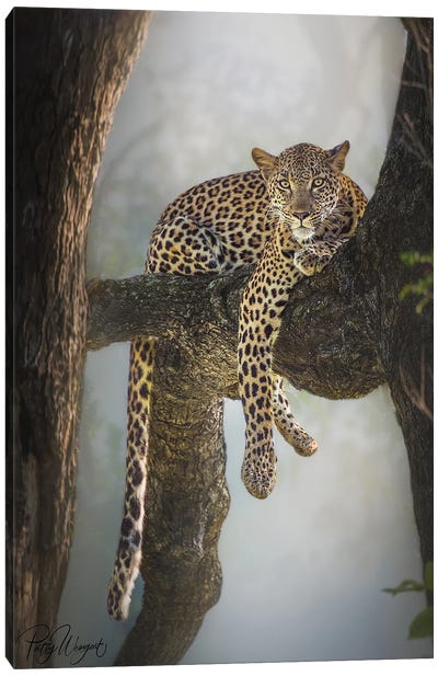 Lazy Leopard Canvas Art Print - Patsy Weingart