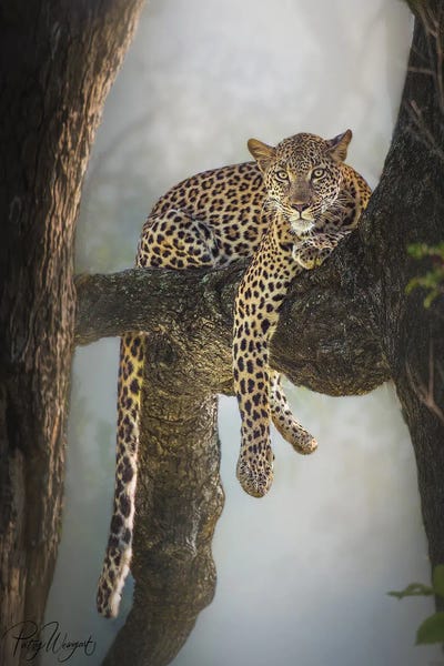 Patsy Weingart: Lazy Leopard by Patsy Weingart