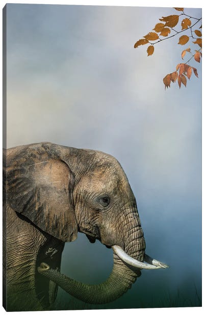 Elephant Profile Canvas Art Print - Patsy Weingart