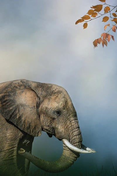 Patsy Weingart: Elephant Profile by Patsy Weingart