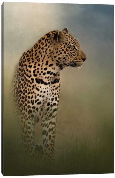 Searching Leopard Canvas Art Print - Patsy Weingart