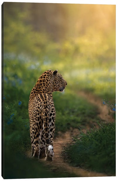 Wandering Leopard Canvas Art Print - Patsy Weingart