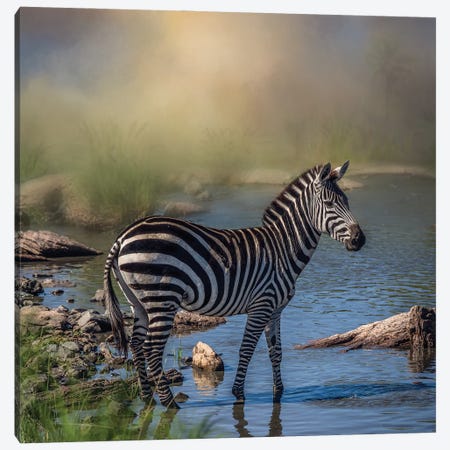 Bathing Zebra Canvas Print #PWG92} by Patsy Weingart Canvas Art Print