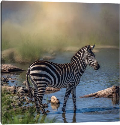 Bathing Zebra Canvas Art Print - Patsy Weingart