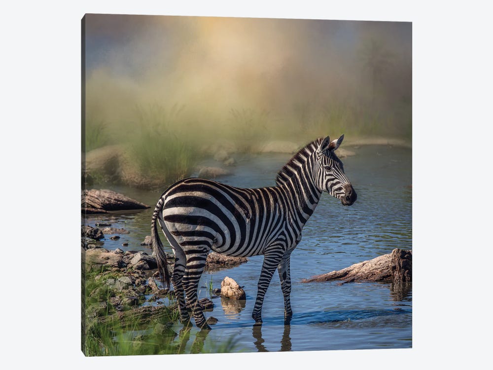 Bathing Zebra by Patsy Weingart 1-piece Canvas Art