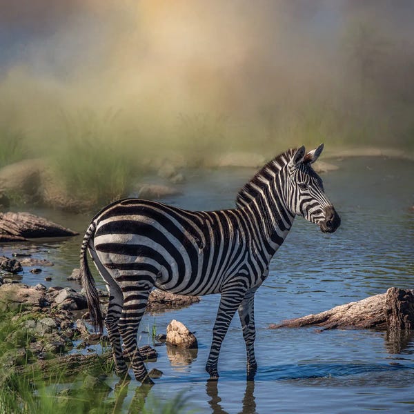 Patsy Weingart: Bathing Zebra by Patsy Weingart