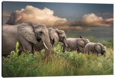 Elephants On Parade Canvas Art Print - Patsy Weingart
