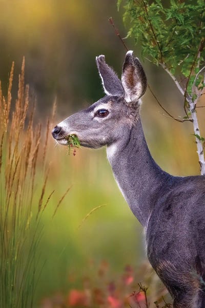 Morning Mule Deer by Patsy Weingart framed canvas print