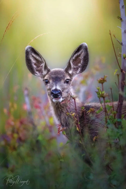 Peeking Babe by Patsy Weingart wall art