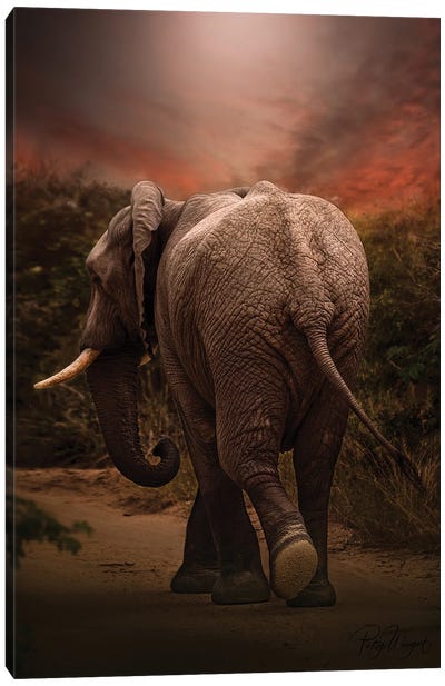 Sunset Elephant Canvas Art Print - Patsy Weingart