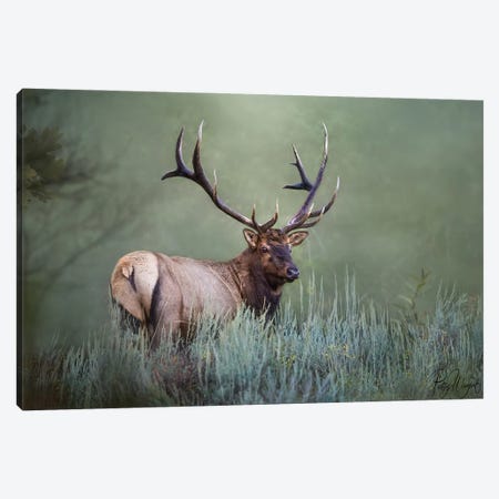 Misty Morning Elk Canvas Print #PWG98} by Patsy Weingart Canvas Print
