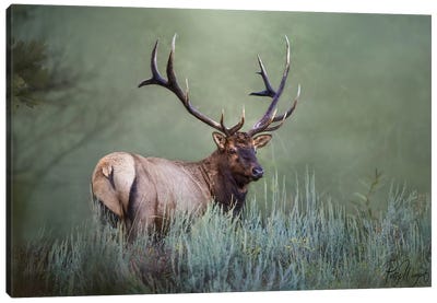 Misty Morning Elk Canvas Art Print - Elk Art
