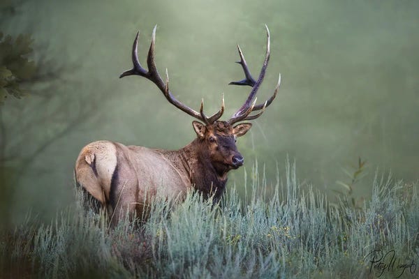 Elk: Misty Morning Elk by Patsy Weingart