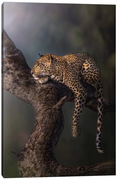 Leopard In The Mist Canvas Art Print - Photogenic Animals