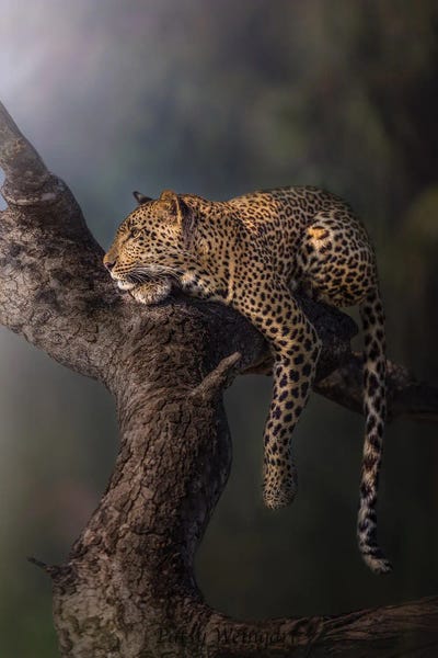 Photogenic Animals: Leopard In The Mist by Patsy Weingart
