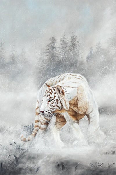 Snow Tiger by Peter Williams canvas print