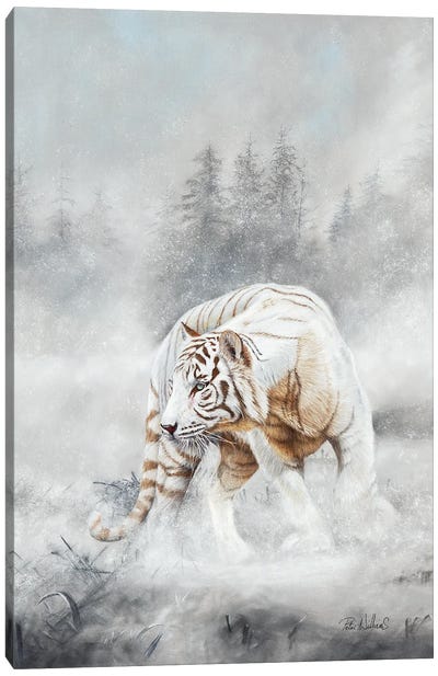 Snow Tiger Canvas Art Print - Peter Williams