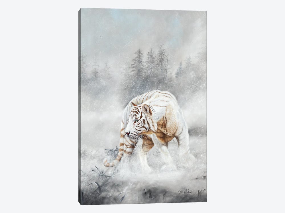 Snow Tiger by Peter Williams 1-piece Canvas Wall Art