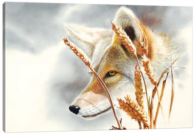 Song Dog Canvas Art Print - Coyote Art