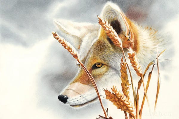 Coyotes: Song Dog by Peter Williams