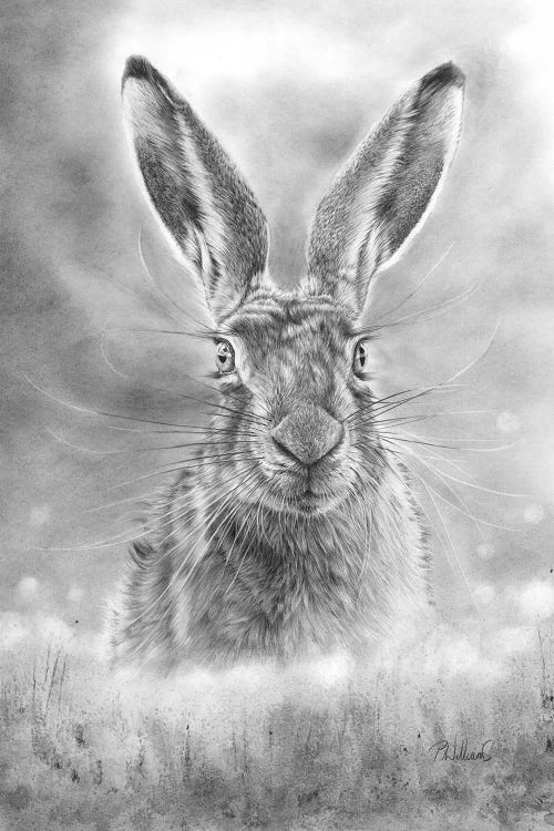 Spring Hare by Peter Williams wall art