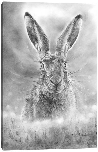 Spring Hare Canvas Art Print - Peter Williams